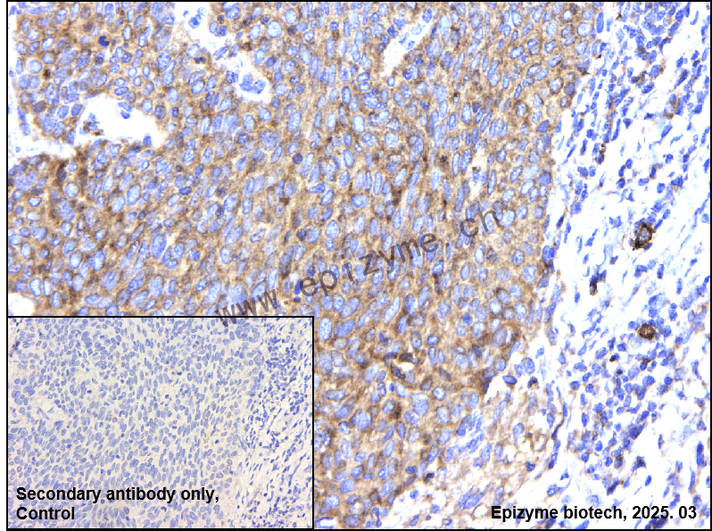 Anti-TRAF6BP/TAX1BP1 Rabbit mAb [91T40G35]