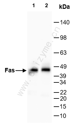 Anti-Fas/CD95 Rabbit mAb [21K58A42]