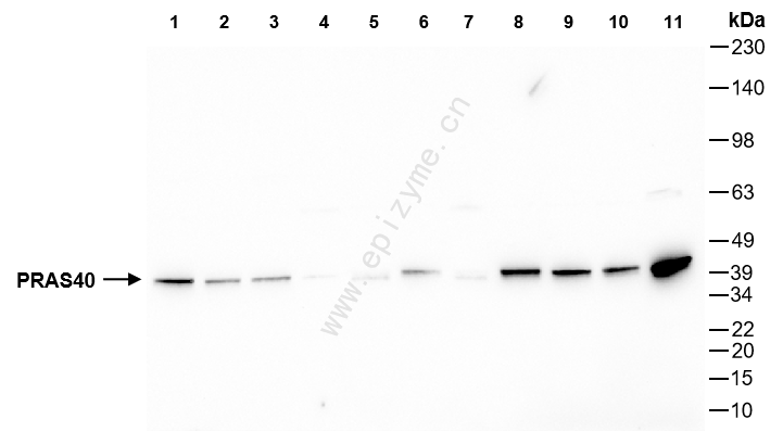 Anti-PRAS40 Rabbit mAb [56A30P46]