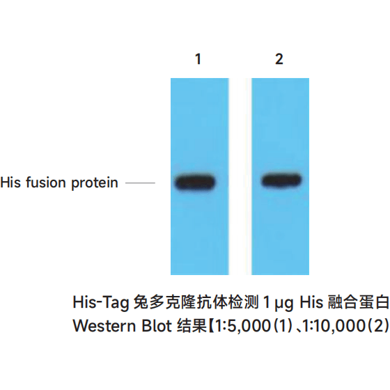 His-Tag兔多克隆抗体