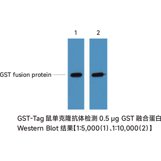 GST-Tag鼠单克隆抗体