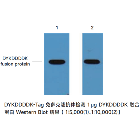 DYKDDDDK-Tag兔多克隆抗体(原FLAG Tag)