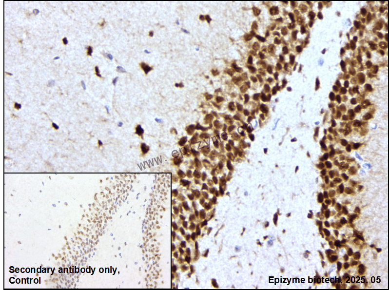 Anti-CELF2 Rabbit mAb [37M40K74]