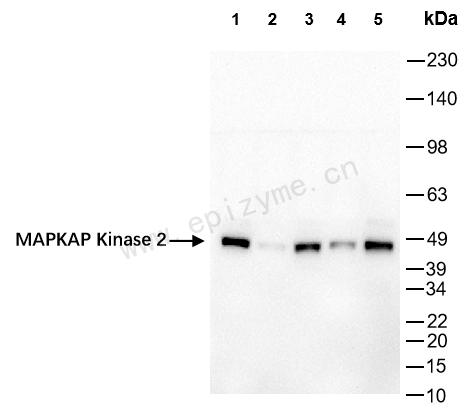 Anti-MAPKAP Kinase 2 Rabbit mAb [25B29C12]