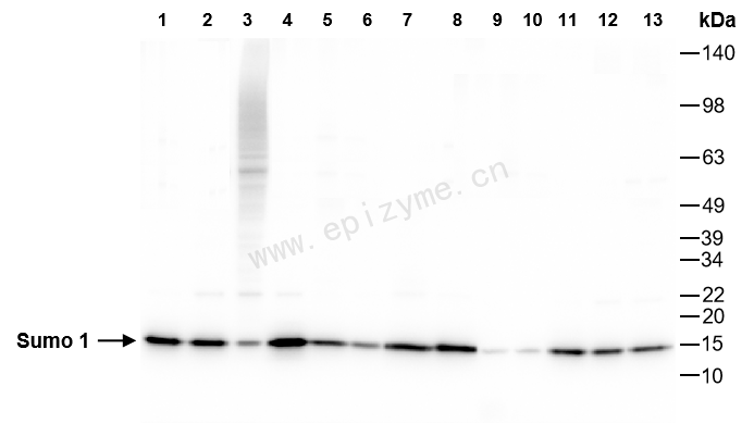 Anti-SUMO1 Rabbit mAb [41N34F85]