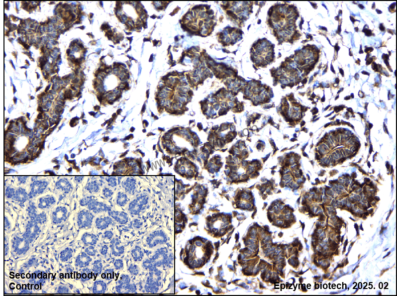 Anti-SUMO1 Rabbit mAb [41N34F85]