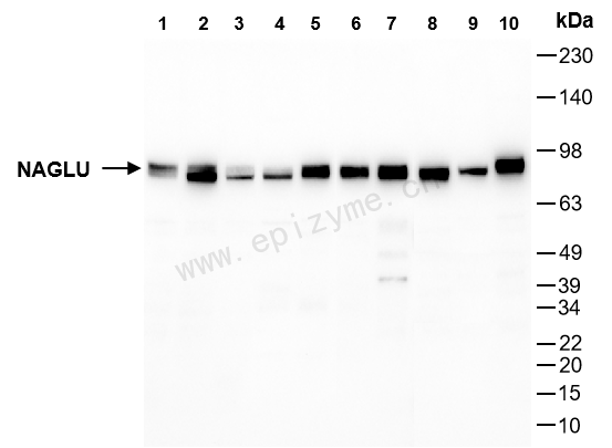 Anti-NAGLU/NAG Rabbit mAb [66I73P15]