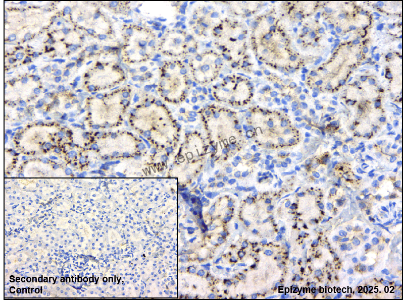 Anti-NAGLU/NAG Rabbit mAb [66I73P15]