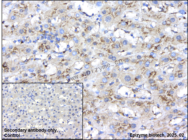 Anti-NAGLU/NAG Rabbit mAb [66I73P15]