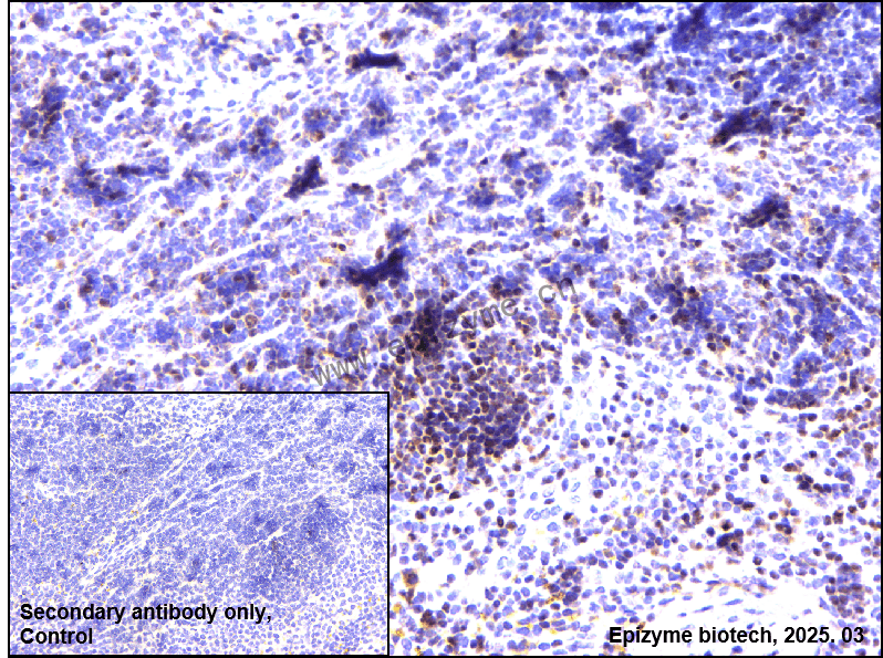 Anti-Oct-2 Rabbit mAb [17T83I95]