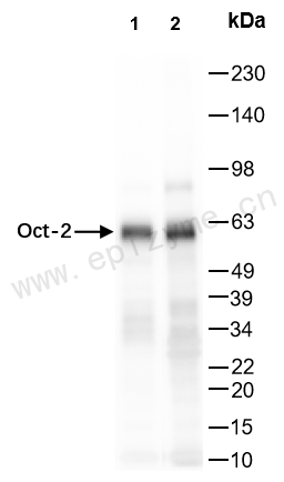 Anti-Oct-2 Rabbit mAb [17T83I95]