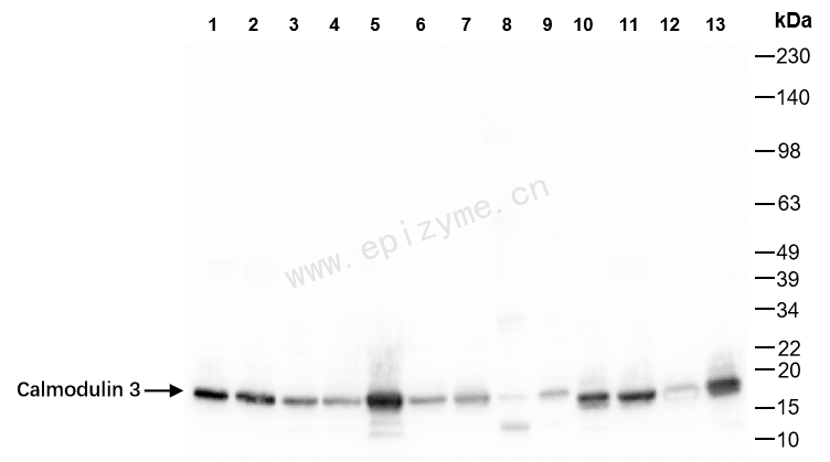 Anti-Calmodulin 3 Rabbit mAb [68P49S38]