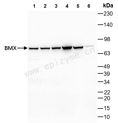 Anti-BMX Rabbit mAb [79P23C24]