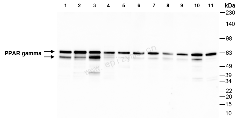 Anti-PPAR gamma Rabbit mAb [14N93N79]