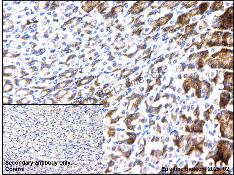 Anti-Phospho-RSK1 p90 (Thr359/Ser363) Rabbit mAb [63J43T90]