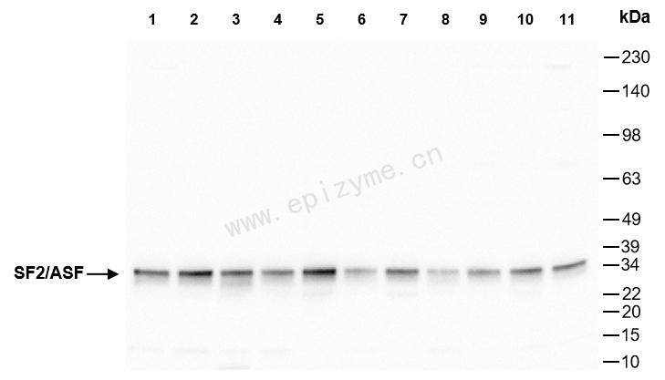 Anti-SF2 Rabbit mAb [17M78S84]