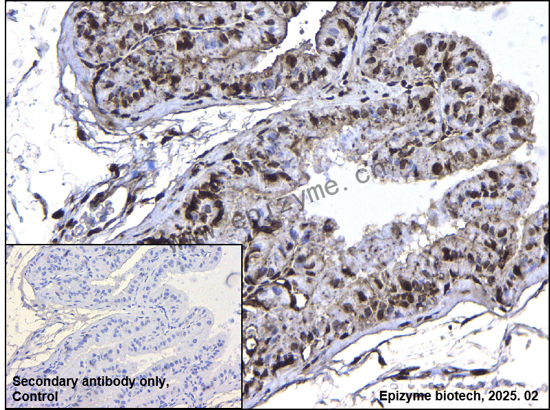 Anti-SF2 Rabbit mAb [17M78S84]