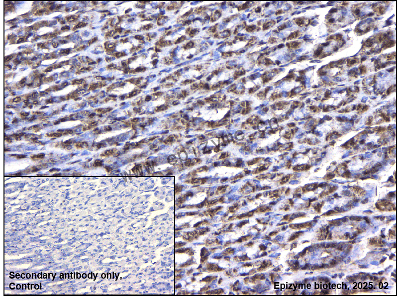 Anti-SF2 Rabbit mAb [17M78S84]