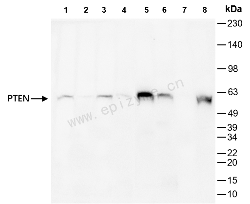 Anti-PTEN Rabbit mAb [44M47I64]