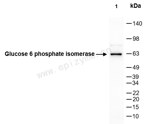 Anti-GPI/AMF Rabbit mAb [28T75T27]