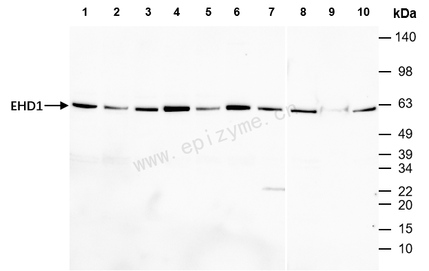 Anti-EHD1 Rabbit mAb [97C59C92]