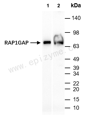 Anti-RAP1GAP Rabbit mAb [87S14F21]