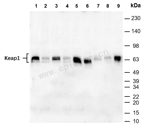 Anti-Keap1 Rabbit mAb [63T27Q33]