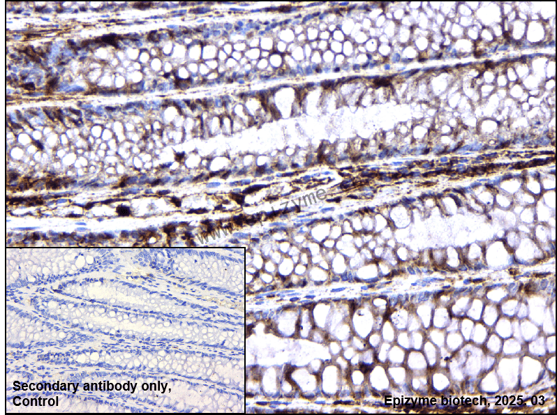 Anti-NCK1 Rabbit mAb [44D59B59]