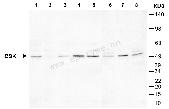 Anti-CSK Rabbit mAb [79P19T38]