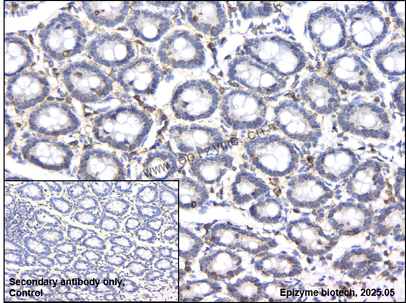 Anti-CSK Rabbit mAb [79P19T38]