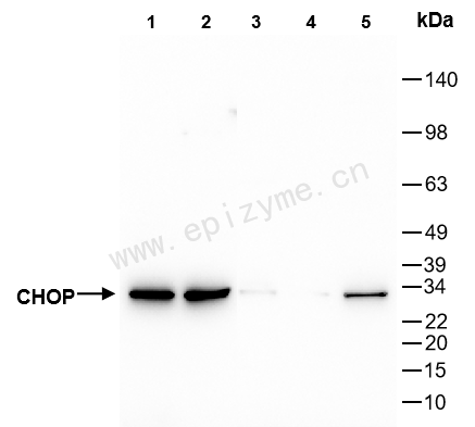 Anti-DDIT3 Rabbit mAb [57I29N31]