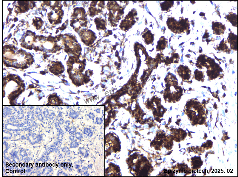Anti-DDIT3 Rabbit mAb [57I29N31]