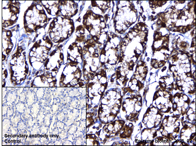 Anti-DDIT3 Rabbit mAb [57I29N31]