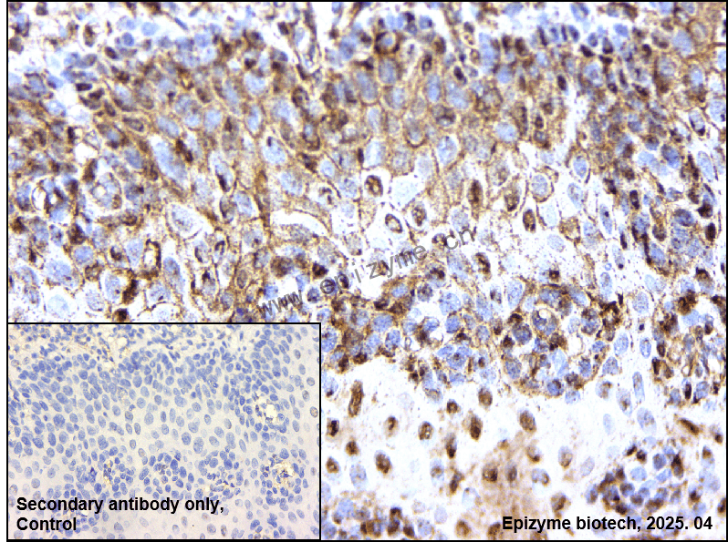 Anti-Importin 9 Rabbit mAb [48C25L00]