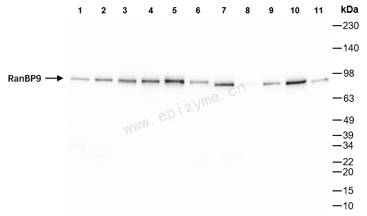 Anti-Importin 9 Rabbit mAb [48C25L00]