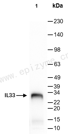 Anti-IL-33 Rabbit mAb [46F16L65]