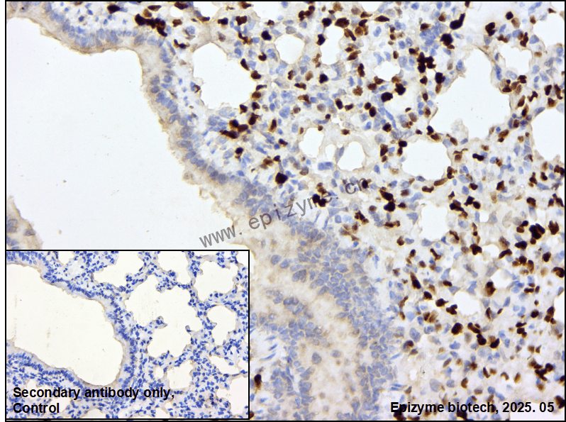Anti-IL-33 Rabbit mAb [46F16L65]