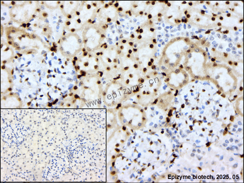 Anti-IL-33 Rabbit mAb [46F16L65]