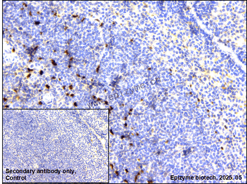 Anti-IL-33 Rabbit mAb [46F16L65]