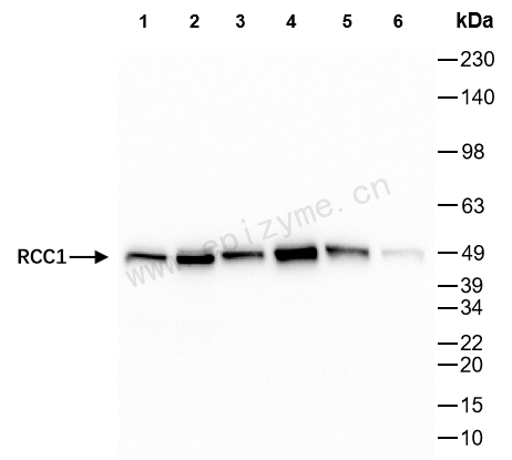 Anti-RCC1 Rabbit mAb [59A49B22]