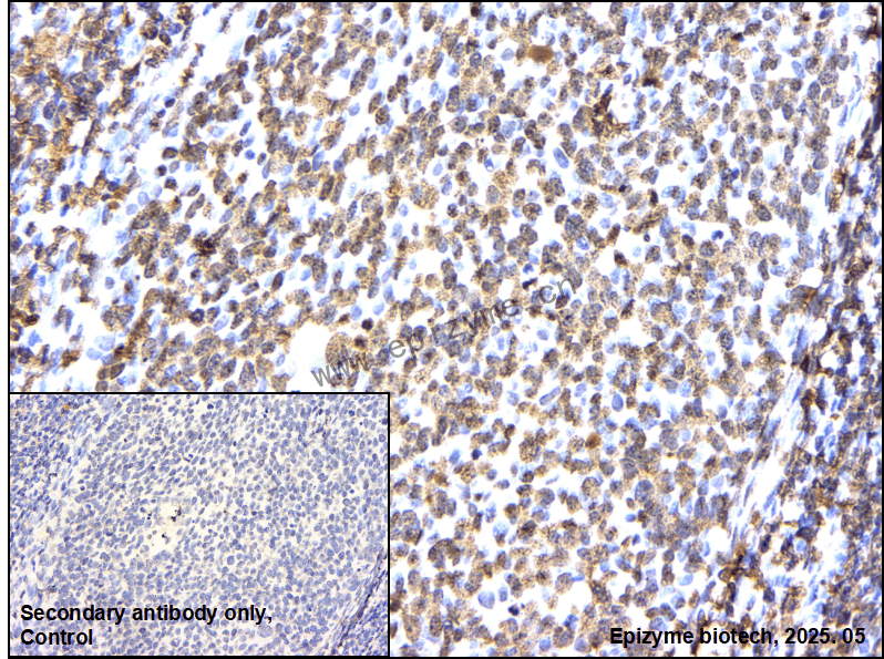 Anti-ILF3 Rabbit mAb [23L15K59]