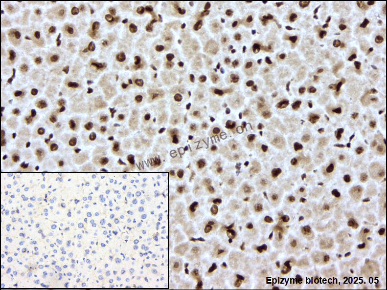 Anti-ILF3 Rabbit mAb [23L15K59]