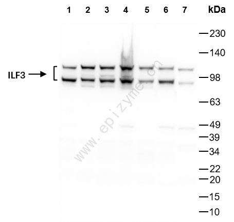 Anti-ILF3 Rabbit mAb [23L15K59]