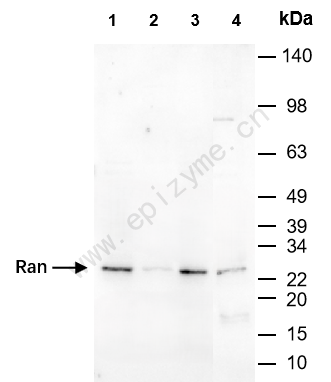Anti-Ran Rabbit mAb [59M38K13]