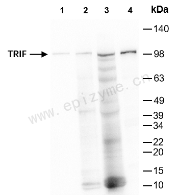 Anti-TRIF Rabbit mAb [88K52L86]