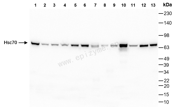 Anti-Hsc70 Rabbit mAb [23K09K52]
