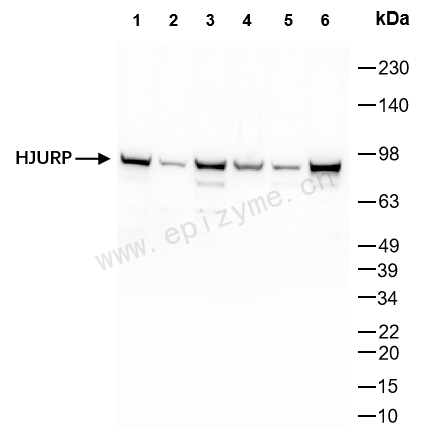Anti-HJURP Rabbit mAb [66L35M45]