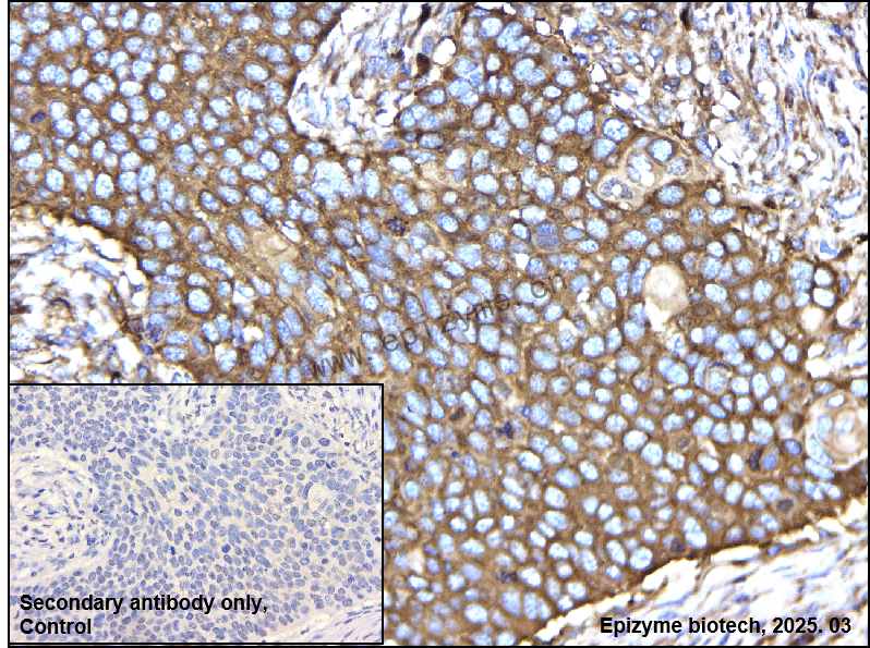Anti-GPCR LGR6 Rabbit mAb [64K62M94]