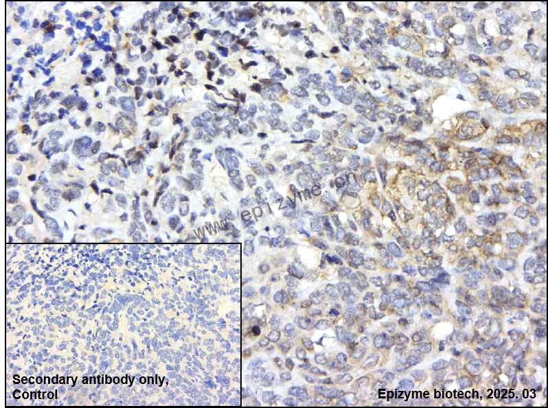 Anti-Phospho-Bad (Ser112) Rabbit mAb [40E15T68]