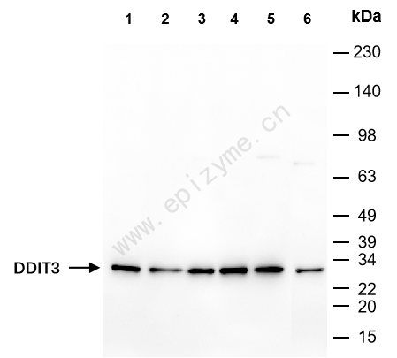 Anti-DDIT3 Rabbit mAb [90D08H40]